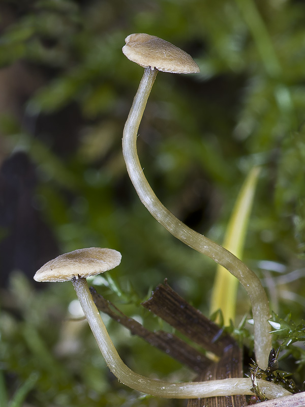 Simocybe laevigata